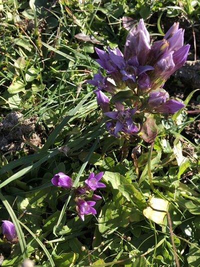 Gentianella germanica, photographed by Jonathan