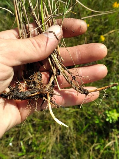Schizachyrium rhizomatum, photographed by Scott Ward