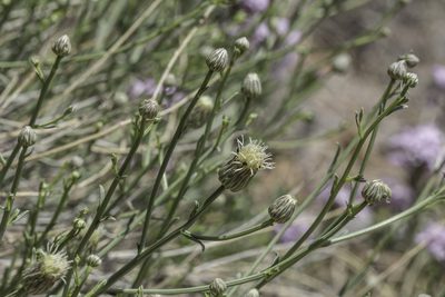Baccharis wrightii, photographed by Craig Martin