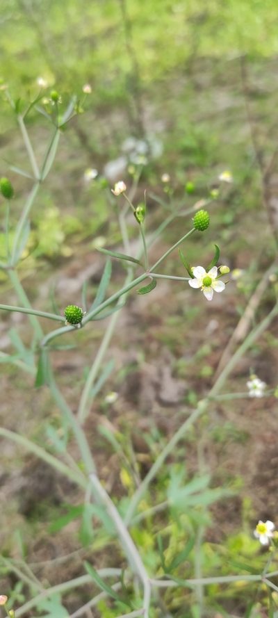 Ranunculus apiifolius, photographed by Federico Muñoz