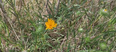 Grindelia scorzonerifolia, photographed by Federico Muñoz