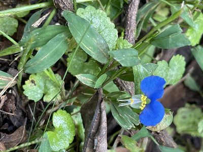 Commelina communis, photographed by Lee Ann Ratledge