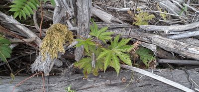 Filipendula digitata, photographed by Мария Ткаченко