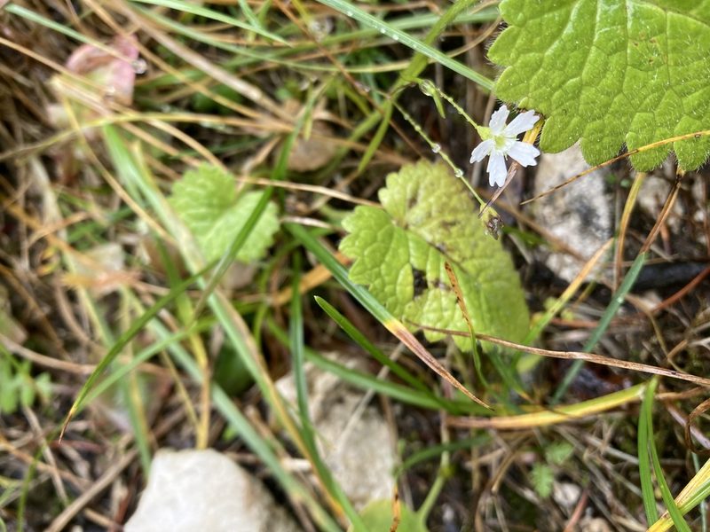 Heliosperma pusillum, photographed by Caleb Catto