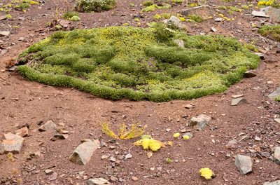 Azorella ruizii, photographed by Nicolás Villaseca Merino