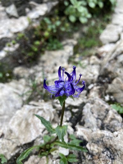 Phyteuma sieberi, photographed by Caleb Catto