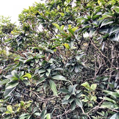 Lithocarpus corneus, photographed by Yj