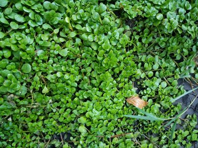 Lythrum portula, photographed by Vladimír Fuka