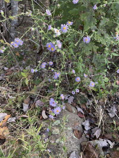 Symphyotrichum anomalum, photographed by evangrimes