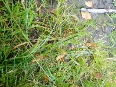 Juncus tenuis, photographed by Vladimír Fuka