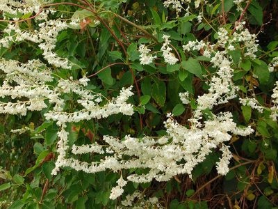 Fallopia baldschuanica, photographed by Y. Liu