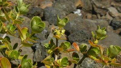 Coprosma montana, photographed by Chao Shi