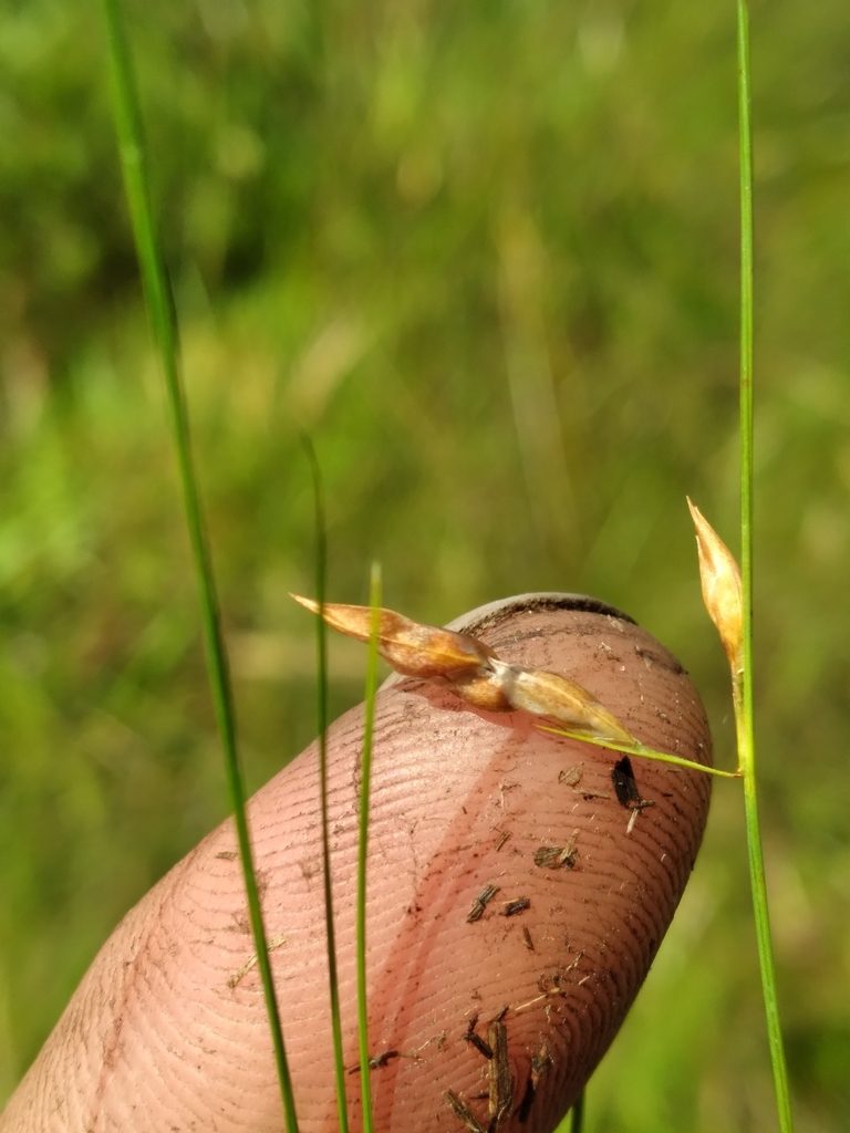 Rhynchospora galeana, photographed by Scott Ward