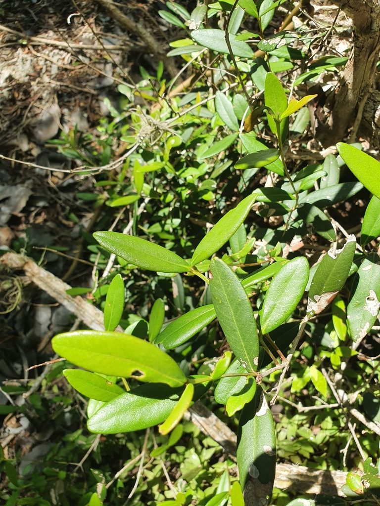 Pimenta haitiensis, photographed by Yolanda M. Leon