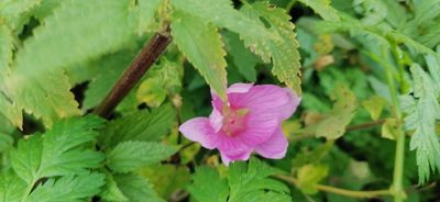 Malva thuringiaca, photographed by tetyanakuchma
