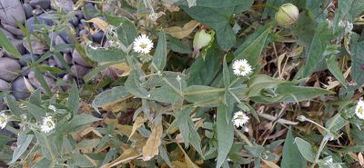 Stellaria radians, photographed by Мария Ткаченко
