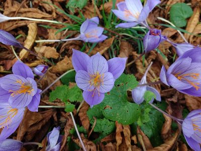 Crocus speciosus, photographed by Y. Liu