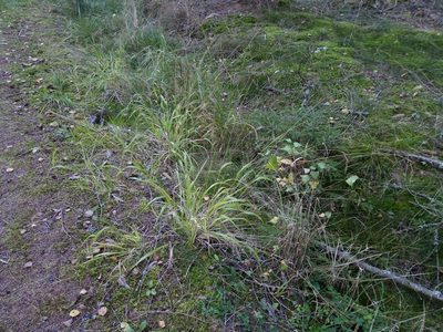 Brachypodium sylvaticum, photographed by Vladimír Fuka