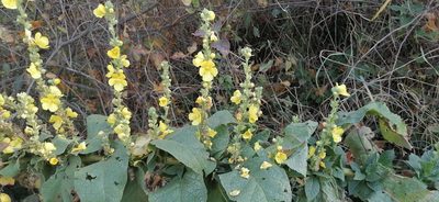 Verbascum phlomoides, photographed by tetyanakuchma
