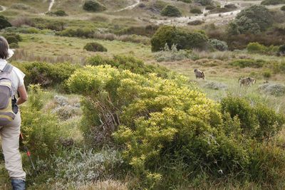 Leucadendron coniferum, photographed by Tony Rebelo