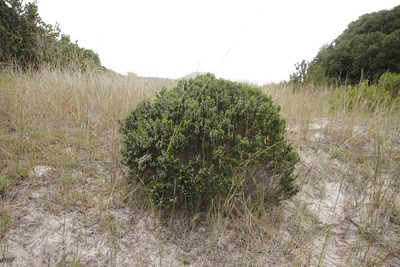 Phylica ericoides, photographed by Tony Rebelo