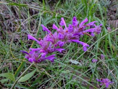 Agastache pallidiflora, photographed by Andrew Tree