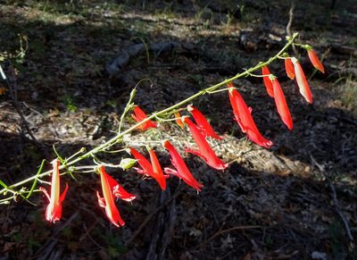 Penstemon barbatus