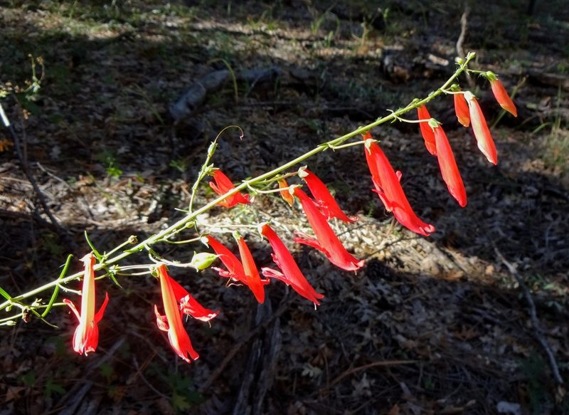 Penstemon barbatus, photographed by Andrew Tree