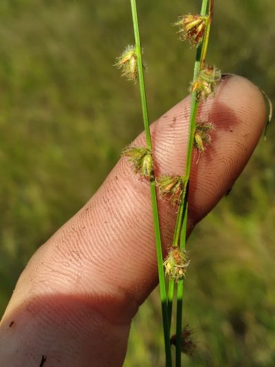 Scleria distans, photographed by Scott Ward