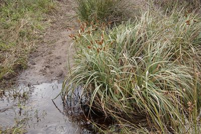 Cyperus thunbergii, photographed by Tony Rebelo