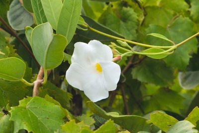 Rhabdadenia biflora, photographed by Jason K.