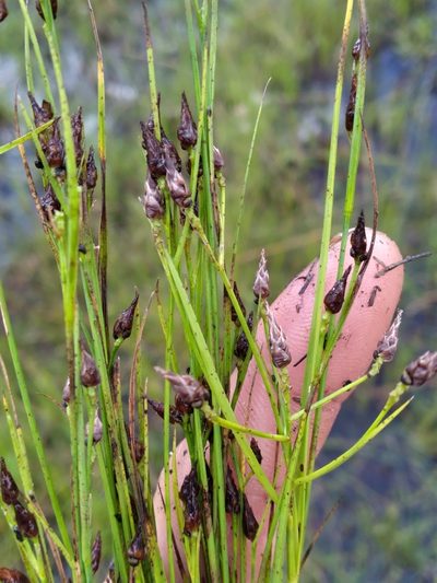 Rhynchospora eximia, photographed by Scott Ward