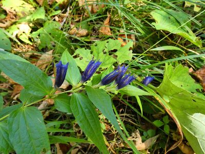 Gentiana asclepiadea, photographed by Norrland