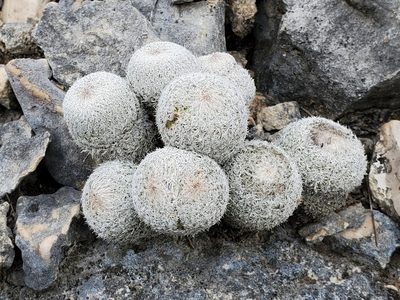 Epithelantha micromeris, photographed by Jo Roberts