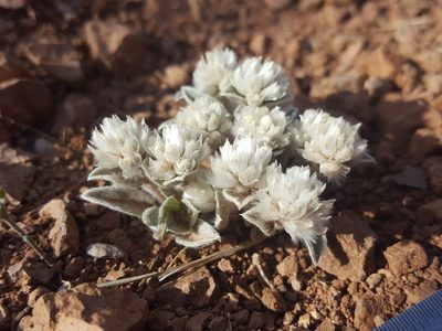 Gomphrena caespitosa, photographed by Alex Abair