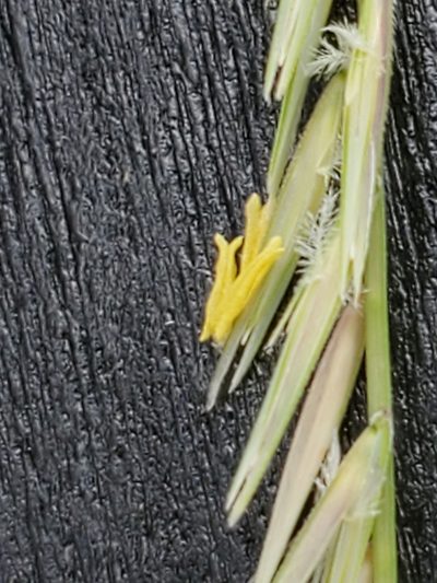 Bouteloua uniflora, photographed by Jo Roberts