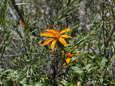 Mutisia subspinosa, photographed by Guillermo Debandi