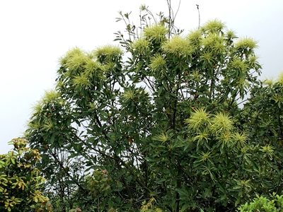 Castanopsis fissa, photographed by Yj