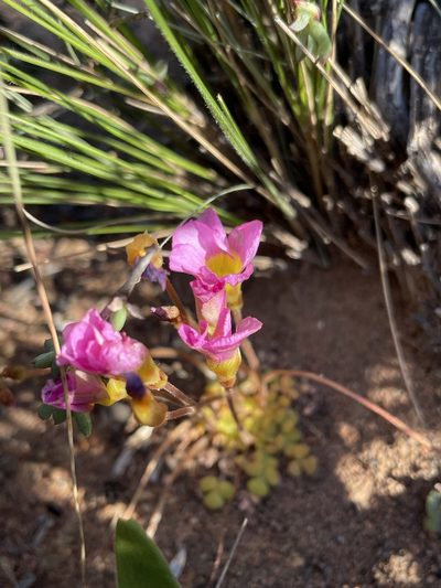 Oxalis inaequalis, photographed by Matt Berger
