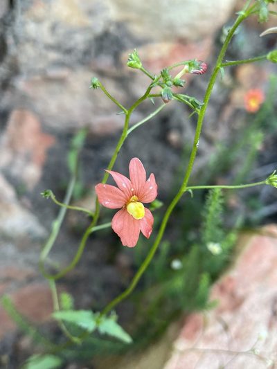 Nemesia pageae, photographed by Matt Berger