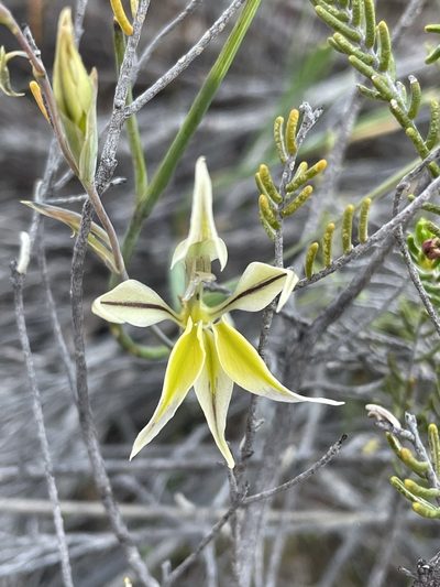 Gladiolus permeabilis, photographed by Matt Berger