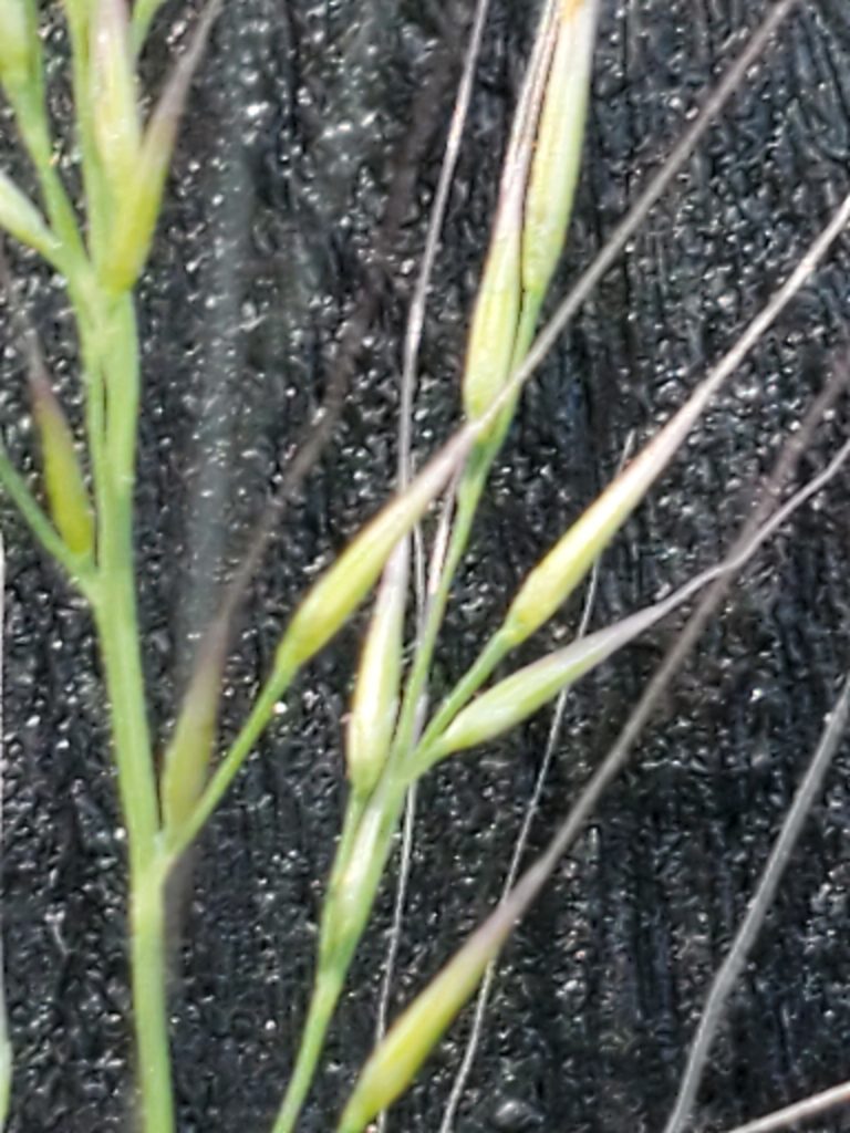 Muhlenbergia spiciformis, photographed by Jo Roberts