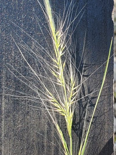Muhlenbergia spiciformis, photographed by Jo Roberts