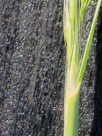 Muhlenbergia spiciformis, photographed by Jo Roberts