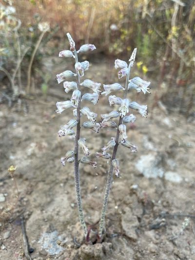 Lachenalia judithiae, photographed by Matt Berger