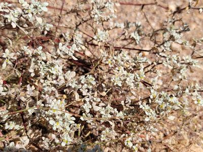 Tidestromia lanuginosa, photographed by Dan Killam