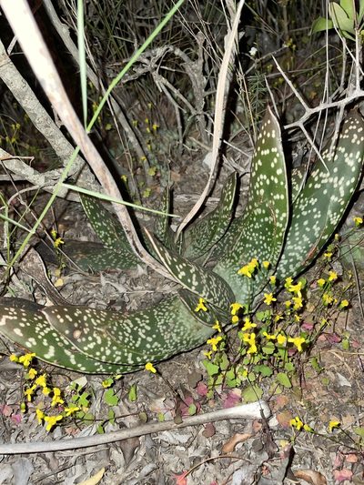 Gasteria brachyphylla, photographed by Matt Berger