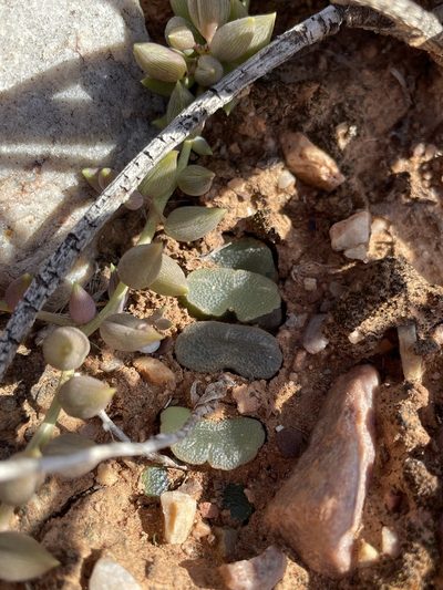 Haworthia truncata, photographed by Matt Berger