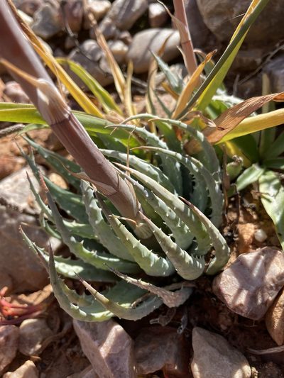 Aloe humilis, photographed by Matt Berger
