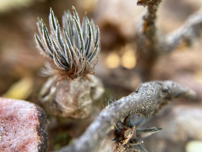 Nicipe sardienii, photographed by Matt Berger